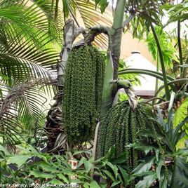 Кариота винная пальма «caryota urens» (тропики)