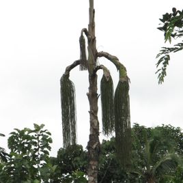 Кариота винная пальма большая «caryota urens» (сухоцвет)