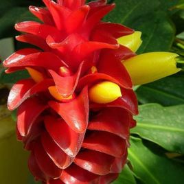 Костус «Costus barbatus» (тропический цветок)