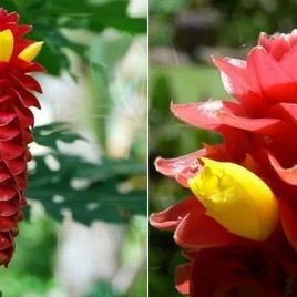 Костус «Costus barbatus» (тропический цветок)