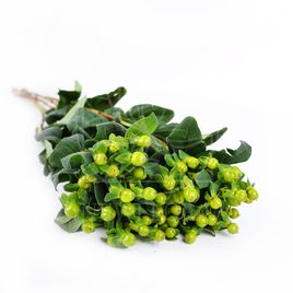 Гиперикум зеленый 50-60см (поштучно)