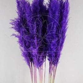 Кортадерия фиолетовая 140см (поштучно)