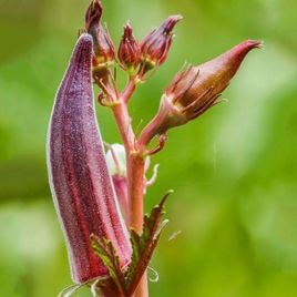 Чили перец ,бамия абельмош «okra» (сухоцвет)