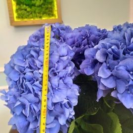 Гортензия синяя «Pimpernel» H80см D25см (поштучно)