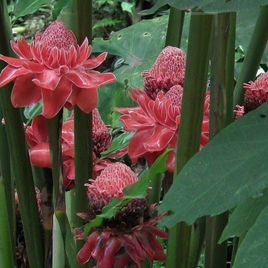 Этлингера красная «torch ginger» (тюльпан тропический)