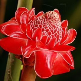 Этлингера красная «torch ginger» (тюльпан тропический)