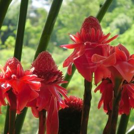 Этлингера красная «torch ginger» (тюльпан тропический)