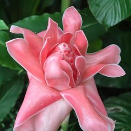 Этлингера розовая «torch ginger» (тюльпан тропический) (поштучно)