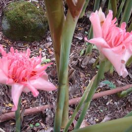 Этлингера розовая «torch ginger» (тюльпан тропический) (поштучно)