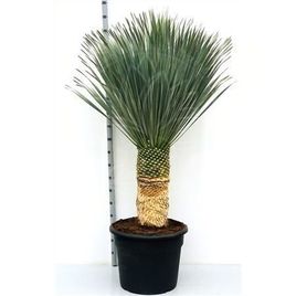 Пальма юкка «rostrata» (высота 2 метра)