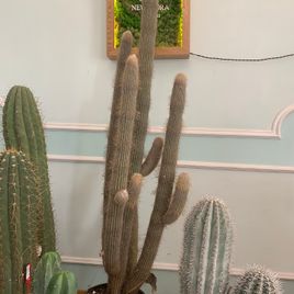 Кактус Эспостоа шерстистая (Espostoa Lanata) или Старик Перуанский 200 см * Этот кактус растет в парке «Абрау-Дюрсо»