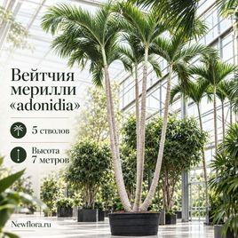 Вейтчия мерилли «adonidia» 5 стволов (высота 7 метров)