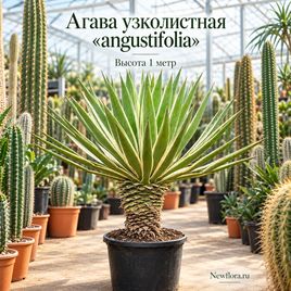 Агава узколистная «angustifolia» (высота 1 метр)