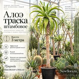 Алоэ траска штамбовое (высота 3 метра)