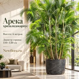 Арека «дипсис» хризалидокарпус (высота 6 метров)