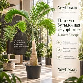 Пальма бутылочная «hyophorbe» (высота 3 метра)