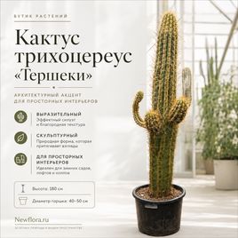 Кактус трихоцереус «тершеки» разветвленный (высота 180 см)