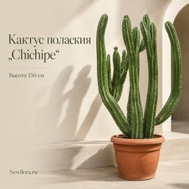Кактус полаския «chichipe» (высота 150 см)
