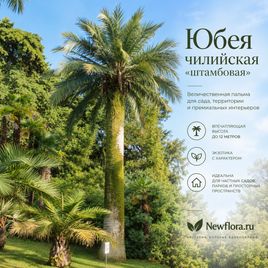 Юбея чилийская «штамбовая» (высота 12 метров)