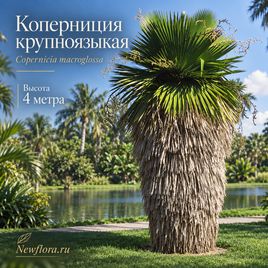 Коперниция крупноязыкая «macroglossa» (высота 4 метра)