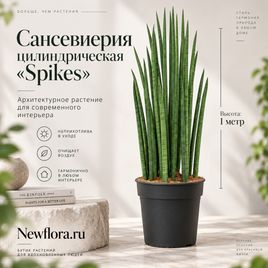 Сансевиерия цилиндрическая «spikes» (высота 1 метр)