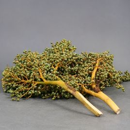 Ветка финиковой пальмы «dadel» с плодами (60-70 см)