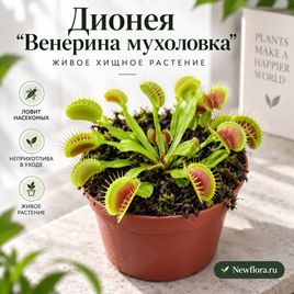 Дионея «Венерина мухоловка» в горшке
