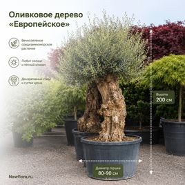Оливковое дерево «европейское» (высота 2 метра, толстый стебель)
