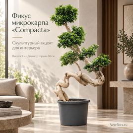 Фикус микрокарпа «compacta» (высота 2 метра)