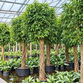 Фикус штамбовый «nitida» (высота 260 см)
