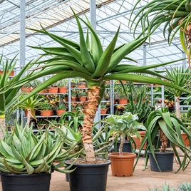 Алоэ голиаф «aloe goliath bush» (высота 2 метра)
