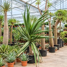 Алоэ голиаф «aloe goliath bush» (высота 2 метра)
