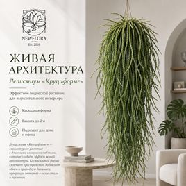 Леписмиум «круциформе» подвесной (высота 2 метра)