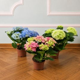 Гортензия «макрофилла» в горшке H23см D10-15см цвет микс (поштучно)