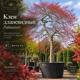 Клен японский дланевидный «palmatum» (высота 4 метра)