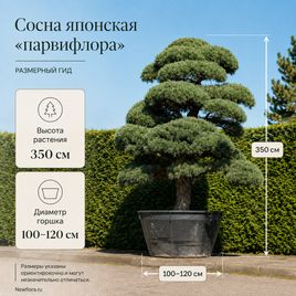Сосна японская «парвифлора» (высота 350 см)
