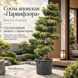 Сосна японская «парвифлора» (высота 2 метра)