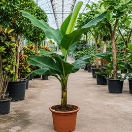 Банановое дерево «musa tropicana» (высота 2 метра)