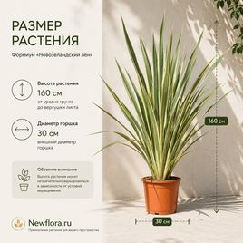 Формиум «Новозеландский лён» (высота 160 см)