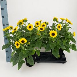 Подсолнух «гелиантус» в горшке , высота 60 см