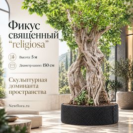 Фикус священный «religiosa» (высота 5 метров)