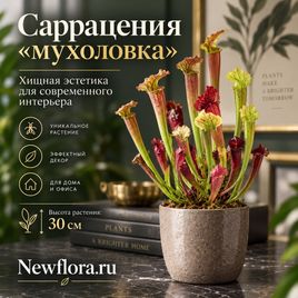 Саррацения «мухоловка» (высота 30 см)
