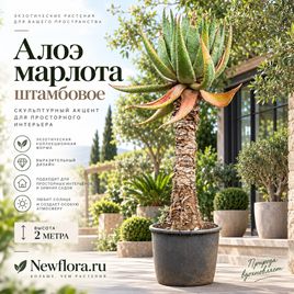 Алоэ марлота штамбовое (высота 2 метра)