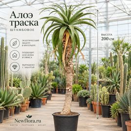 Алоэ «thraskii» штамбовое (высота 200 см)