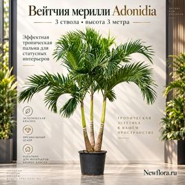 Вейтчия мерилли «adonidia» 3 ствола (высота 3 метра)