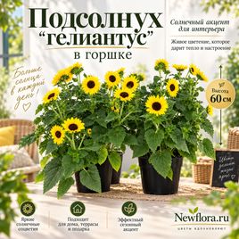 Подсолнух «гелиантус» в горшке , высота 60 см