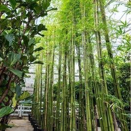 Бамбук «сиамский» многоствольный (высота 5 метров)