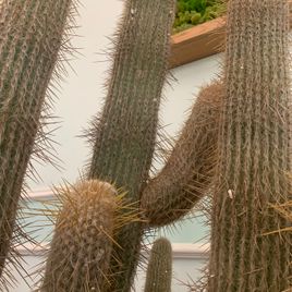 Кактус Эспостоа шерстистая (Espostoa Lanata) или Старик Перуанский 200 см * Этот кактус растет в парке «Абрау-Дюрсо»