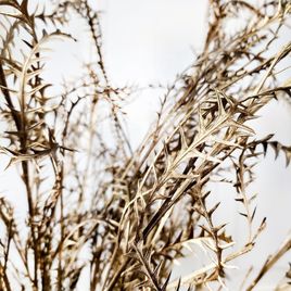 Гревиллея золотая сухоцвет «grevillea ivanhoe»