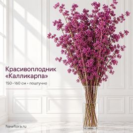 Красивоплодник «калликарпа» высотой 150-160 см (поштучно)